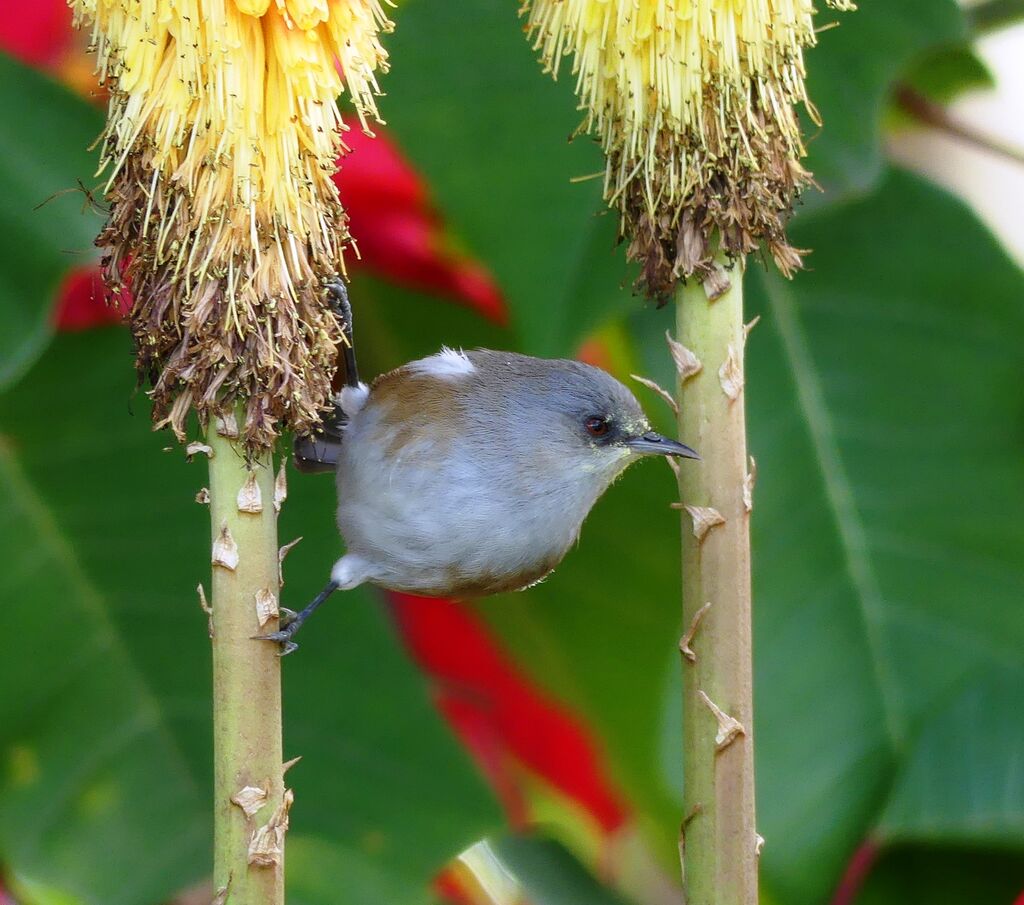 Reunion Grey White-eye