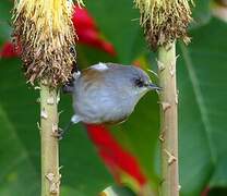 Reunion Grey White-eye