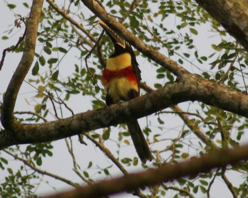 Chestnut-eared Aracariadult, identification, Behaviour