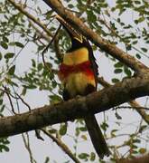 Chestnut-eared Aracari