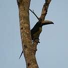 Araçari de Humboldt