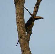 Lettered Aracari