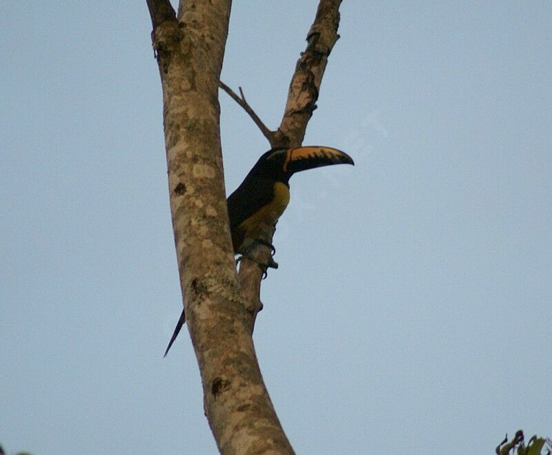 Araçari marqué adulte, identification