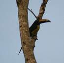 Araçari marqué