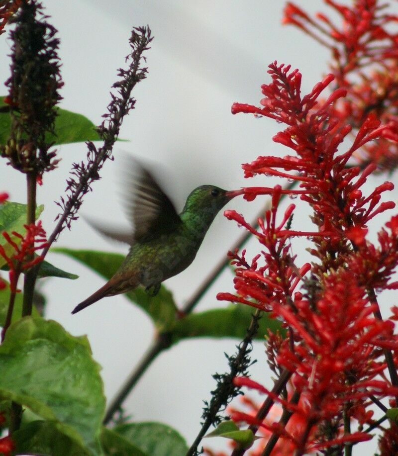 Rufous-tailed Hummingbirdadult