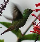 Rufous-tailed Hummingbird