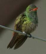 Rufous-tailed Hummingbird