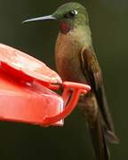 Fawn-breasted Brilliant