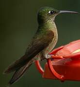 Fawn-breasted Brilliant