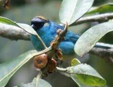 Golden-naped Tanager