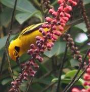 Golden Tanager