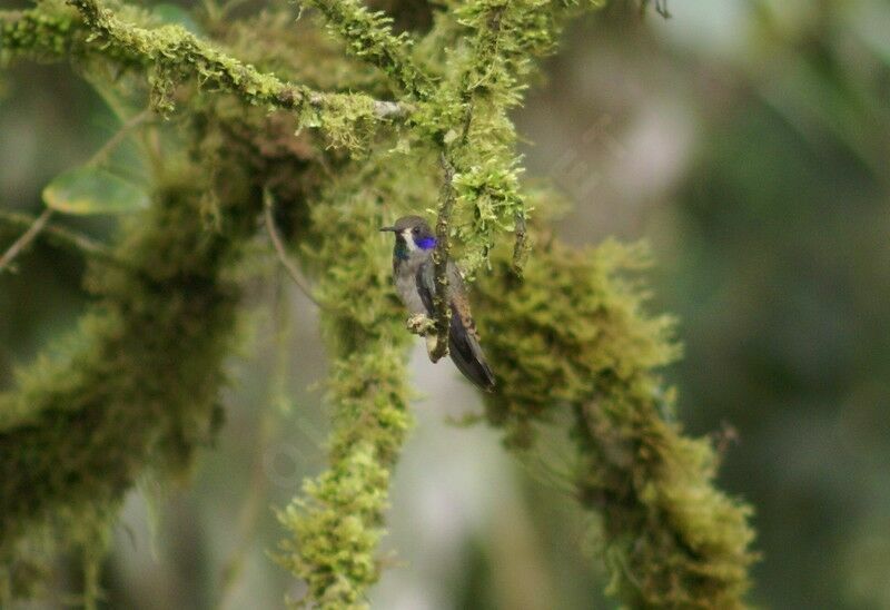 Colibri de Delphine mâle adulte, Comportement