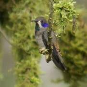 Brown Violetear