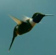 Purple-throated Woodstar