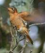 Colibri étincelant