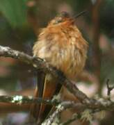 Colibri étincelant