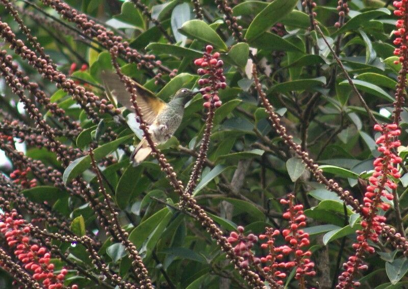 Buff-tailed Coronet male adult