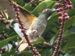 Colibri flavescent