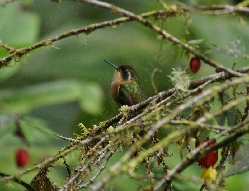 Speckled Hummingbirdadult