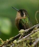 Colibri moucheté