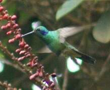 Mexican Violetear