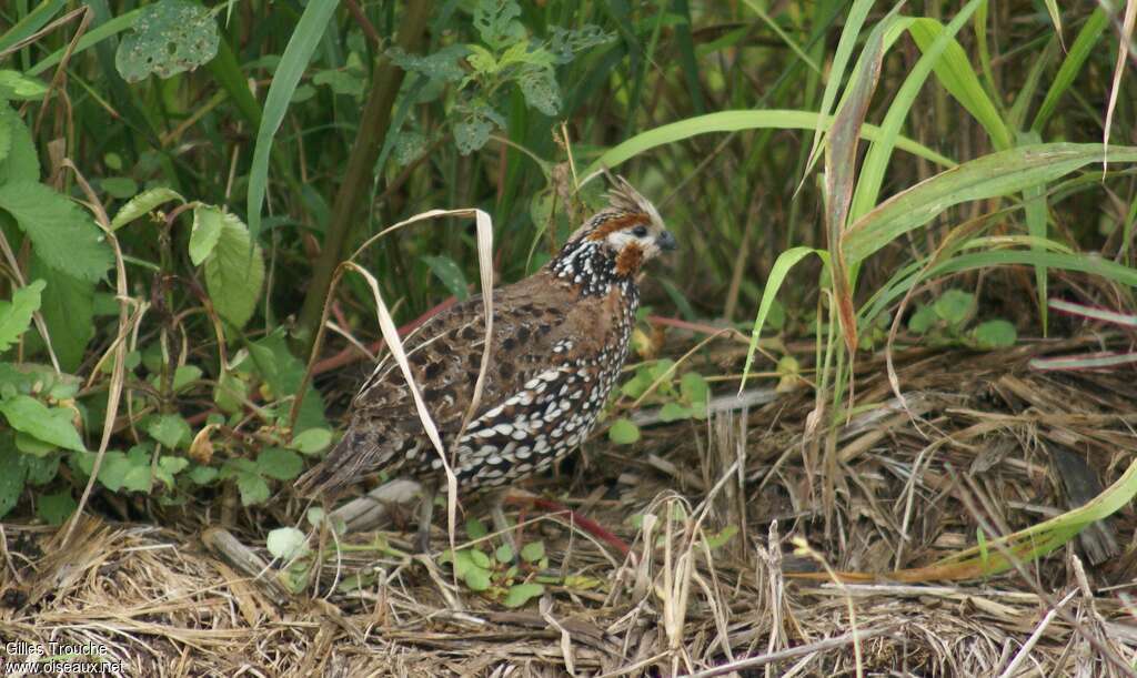 Crested Bobwhite male adult, habitat, pigmentation