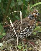 Crested Bobwhite