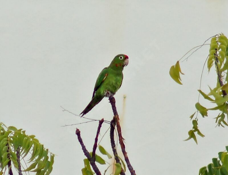 Finsch's Parakeet, Behaviour