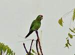 Conure de Finsch