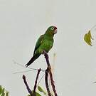 Conure de Finsch