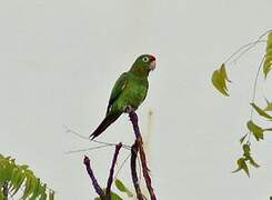 Finsch's Parakeet