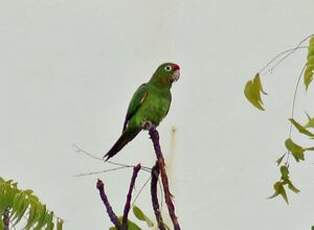 Conure de Finsch