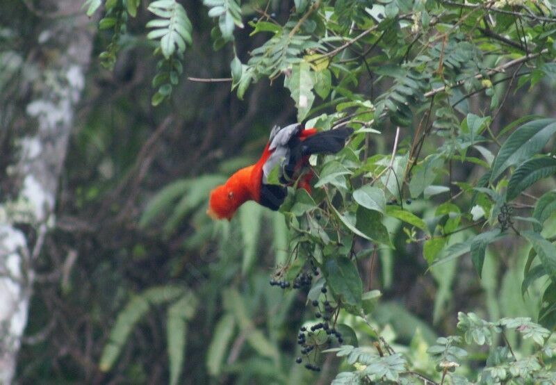 Andean Cock-of-the-rock male adult