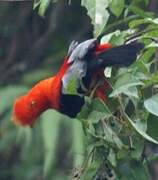 Andean Cock-of-the-rock