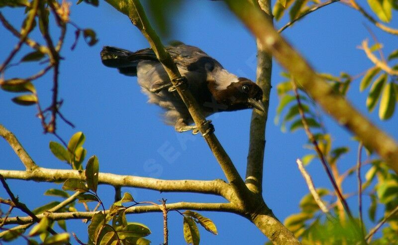 Violaceous Jayadult, Behaviour