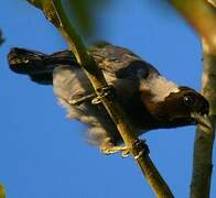 Violaceous Jay