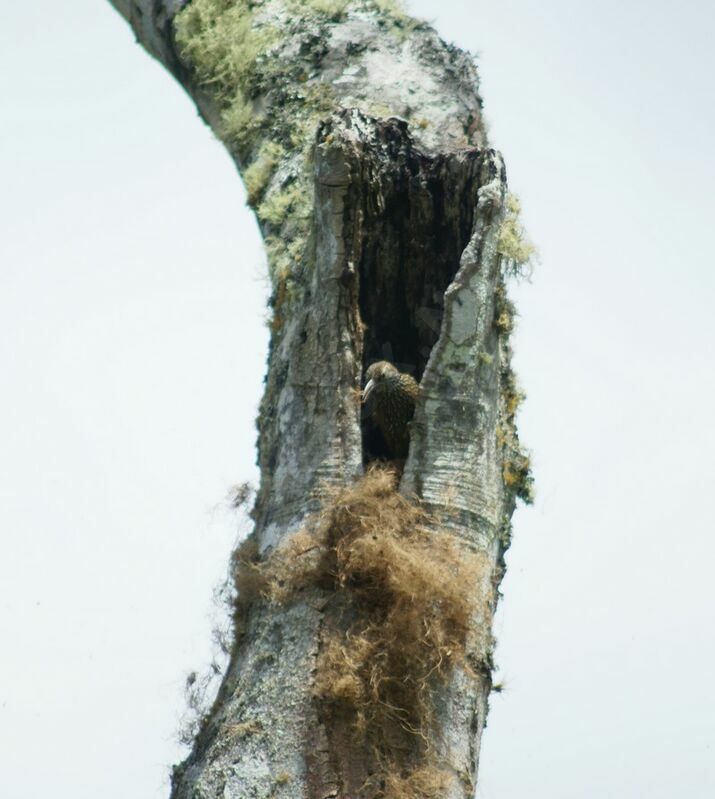 Spot-crowned Woodcreeperadult