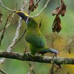 Toucanet des Andes