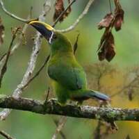 Toucanet des Andes