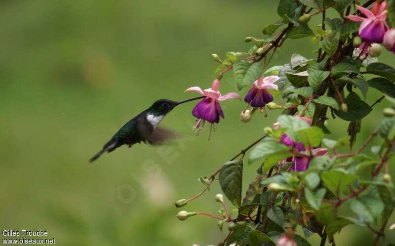 Collared Inca female adult, identification