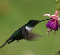 Collared Inca