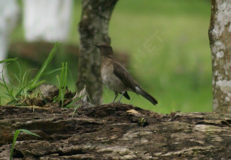 Black-billed Thrushadult