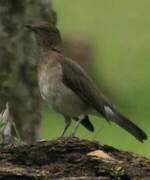 Black-billed Thrush