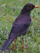 Great Thrush