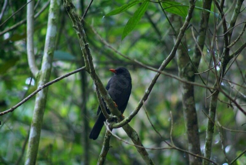 Glossy-black Thrush male, song, Behaviour