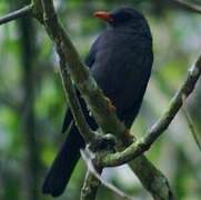 Glossy-black Thrush