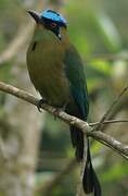 Andean Motmot