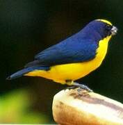 Thick-billed Euphonia