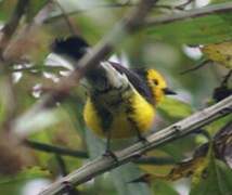 Golden-fronted Whitestart