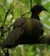 Cauca Guan